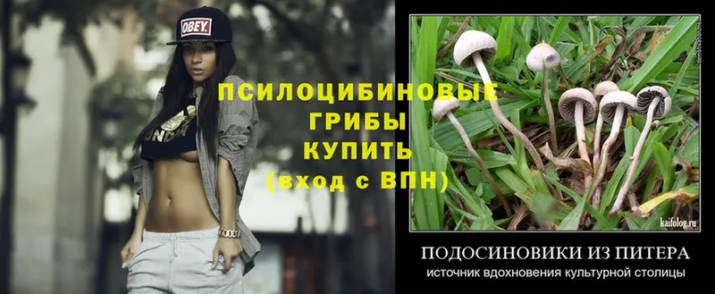 Псилоцибиновые грибы Magic Shrooms  Курлово 